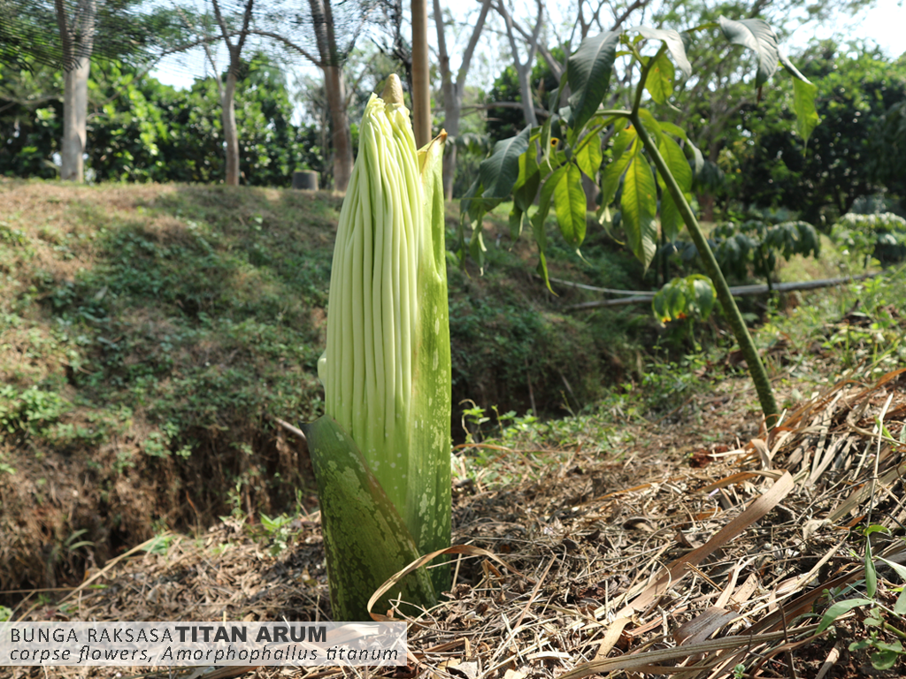 BUNGA BANGKAI Amorphophallus Titanum MEKAR DI TAMAN BUAH MEKARSARI