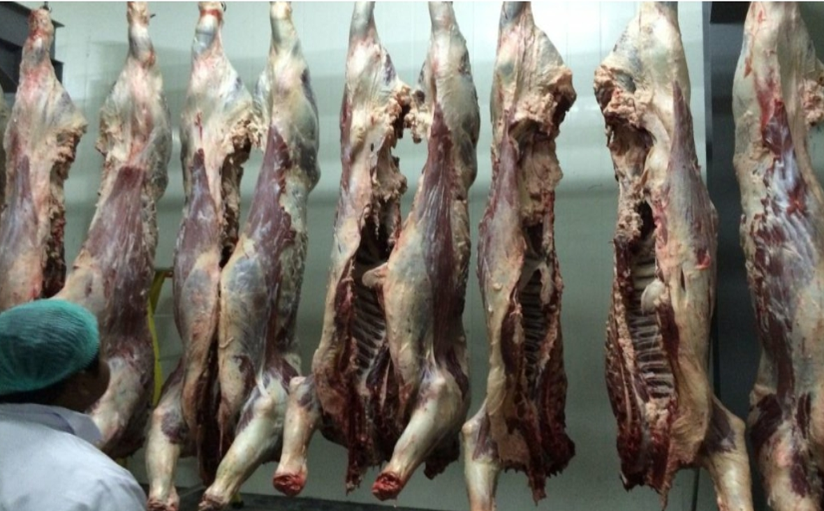 Kerjasama Dengan Bulog Dan Rph Dalam Penggemukan Sapi Import (Australi) Di Cijapati Bandung