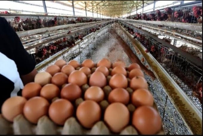 Pengadaan Ayam dan Telur